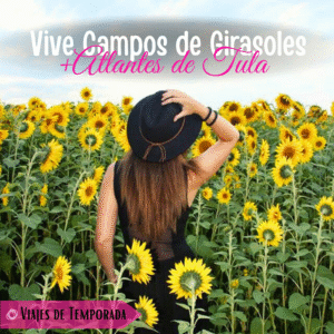 Vive los Campos de Girasoles + Tula
