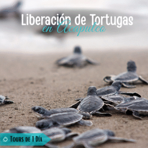 Vive Liberación de Tortugas en Acapulco