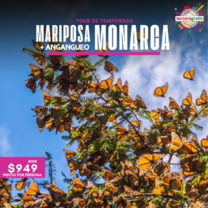 Vive Mariposa Monarca + Angangueo